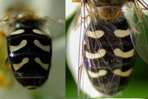 Réf. 242 995 : Scaeva pyrastri